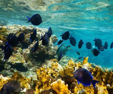 bvi fishing license|A GUIDE TO RECREATIONAL FISHING .